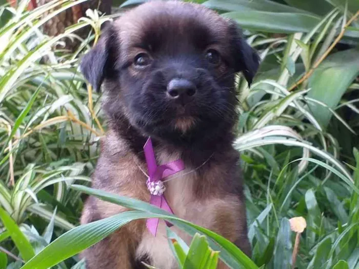 Cachorro ra a Vira Lata idade Abaixo de 2 meses nome Ainda não possuem no