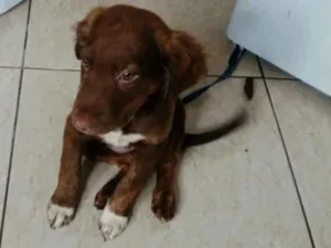 Cachorro raça Pitbull com labrador  idade 2 a 6 meses nome Luna e rathi