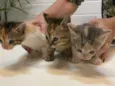 Gatinhos