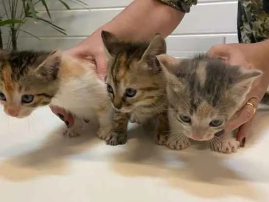 Gato ra a SRD idade Abaixo de 2 meses nome Gatinhos