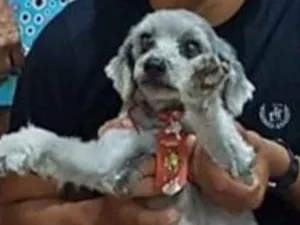 Cachorro raça Poodle  idade 3 anos nome Betoven 