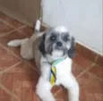 Tom 