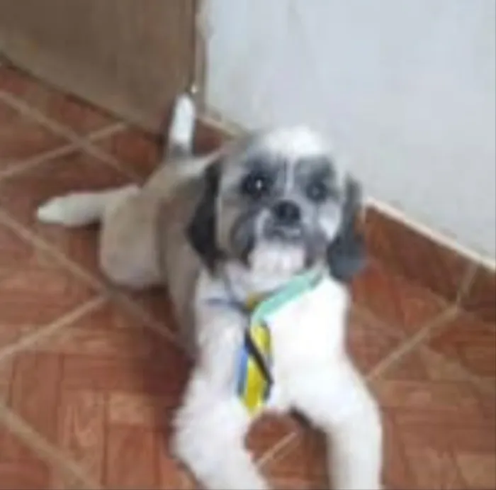Cachorro ra a Mestiço  idade 1 ano nome Tom 