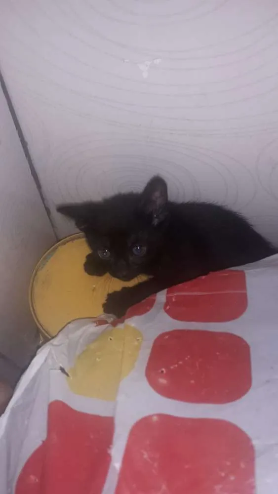 Gato ra a Gatos  idade Abaixo de 2 meses nome Não sei até 