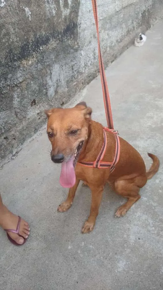 Cachorro ra a Não definida idade 4 anos nome Layca