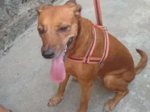 Cachorro raça Não definida idade 4 anos nome Layca