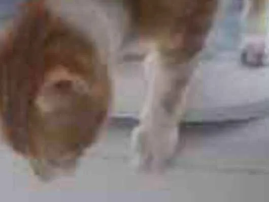 Gato ra a Srd idade 2 anos nome Eric