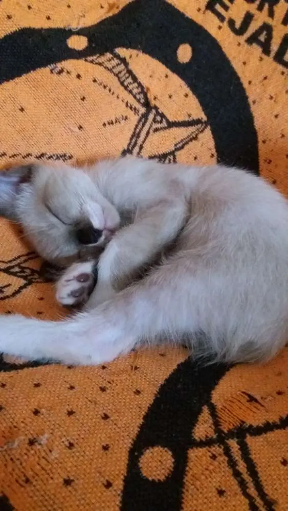 Gato raça  idade Abaixo de 2 meses nome Príncipe e Lili