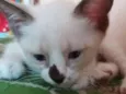 Príncipe e Lili