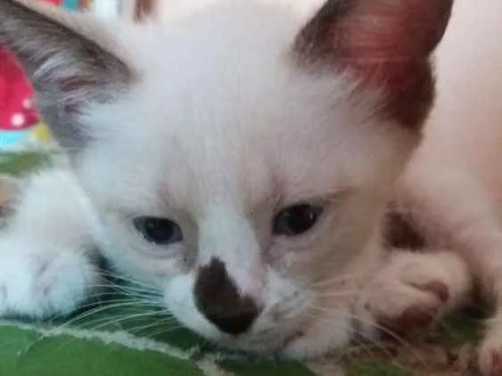 Gato raça  idade Abaixo de 2 meses nome Príncipe e Lili