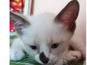 Gato raça  idade Abaixo de 2 meses nome Príncipe e Lili
