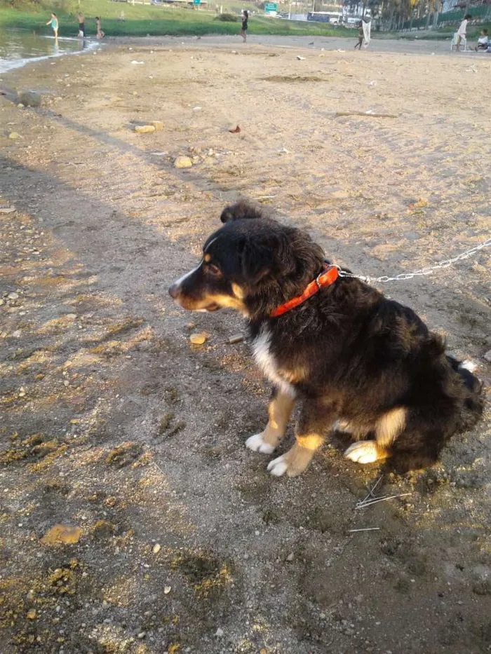 Cachorro ra a Viralata idade 7 a 11 meses nome Charlie