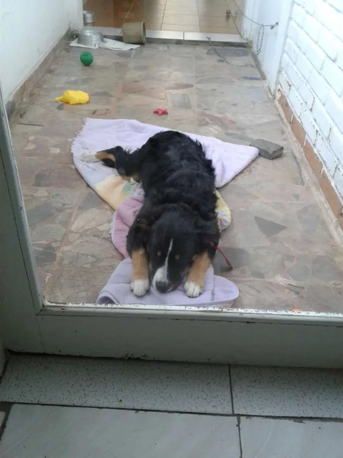Cachorro ra a Viralata idade 7 a 11 meses nome Charlie