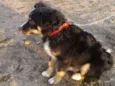 Charlie