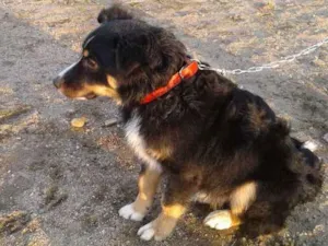 Cachorro raça Viralata idade 7 a 11 meses nome Charlie