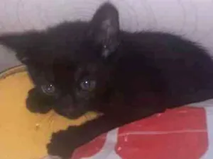 Gato raça Gatos  idade Abaixo de 2 meses nome Não sei até 