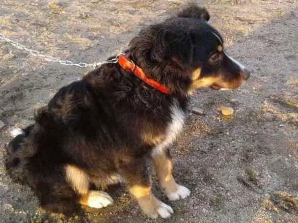 Cachorro ra a Viralata idade 7 a 11 meses nome Charlie