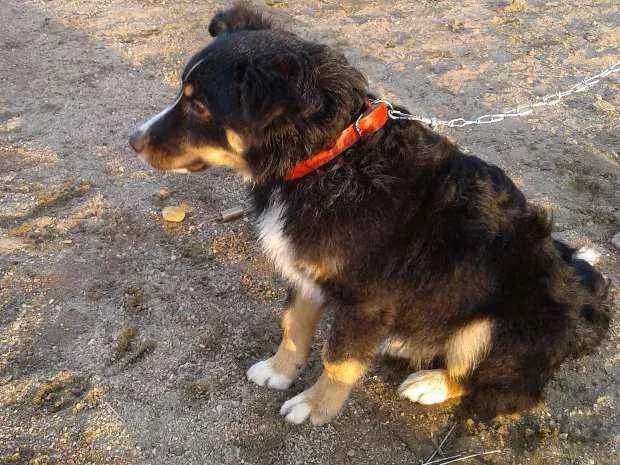 Cachorro ra a Viralata idade 7 a 11 meses nome Charlie