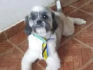 Cachorro raça Mestiço  idade 1 ano nome Tom 