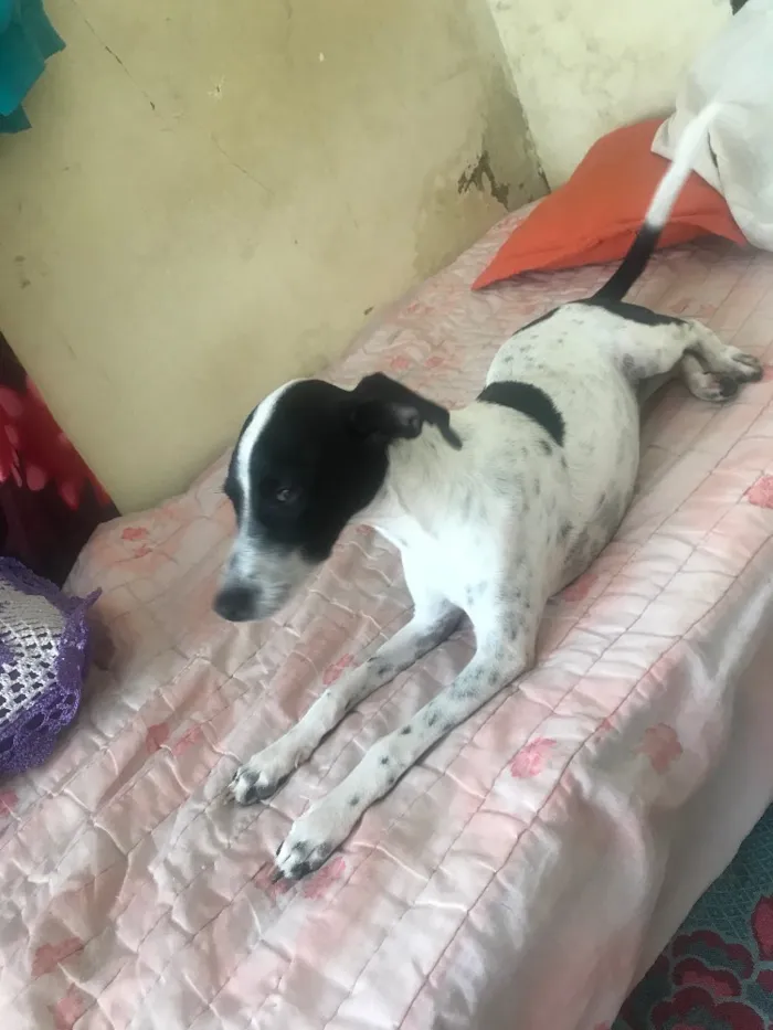 Cachorro ra a Vira-lata idade 7 a 11 meses nome Luna