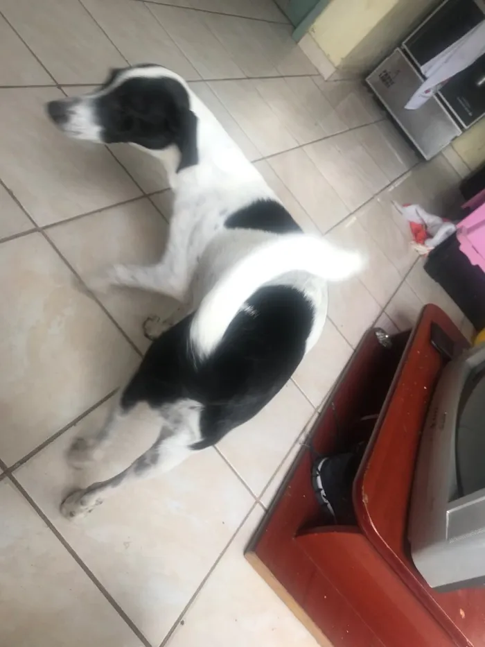 Cachorro ra a Vira-lata idade 7 a 11 meses nome Luna