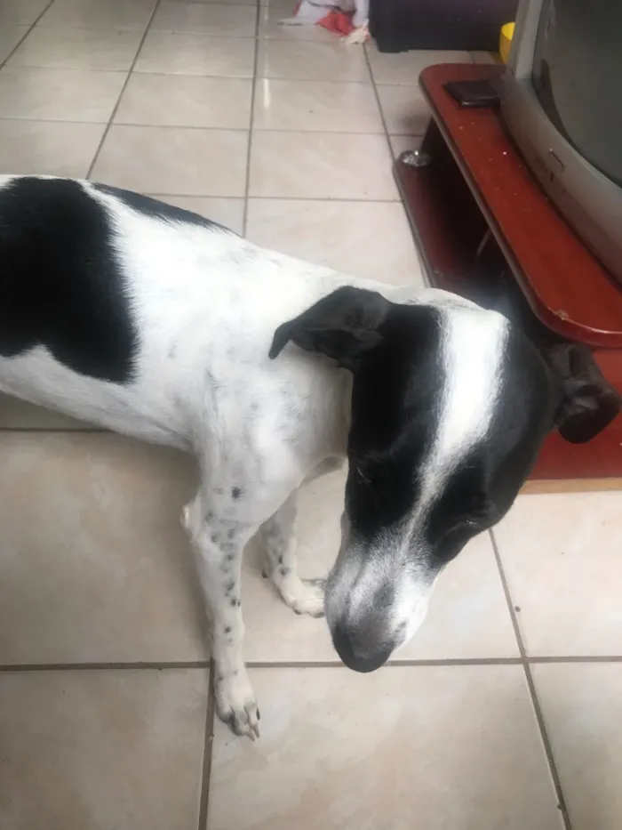 Cachorro ra a Vira-lata idade 7 a 11 meses nome Luna