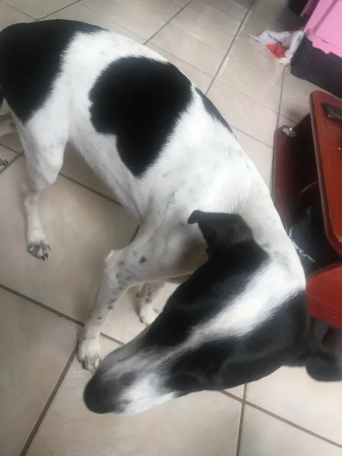 Cachorro ra a Vira-lata idade 7 a 11 meses nome Luna