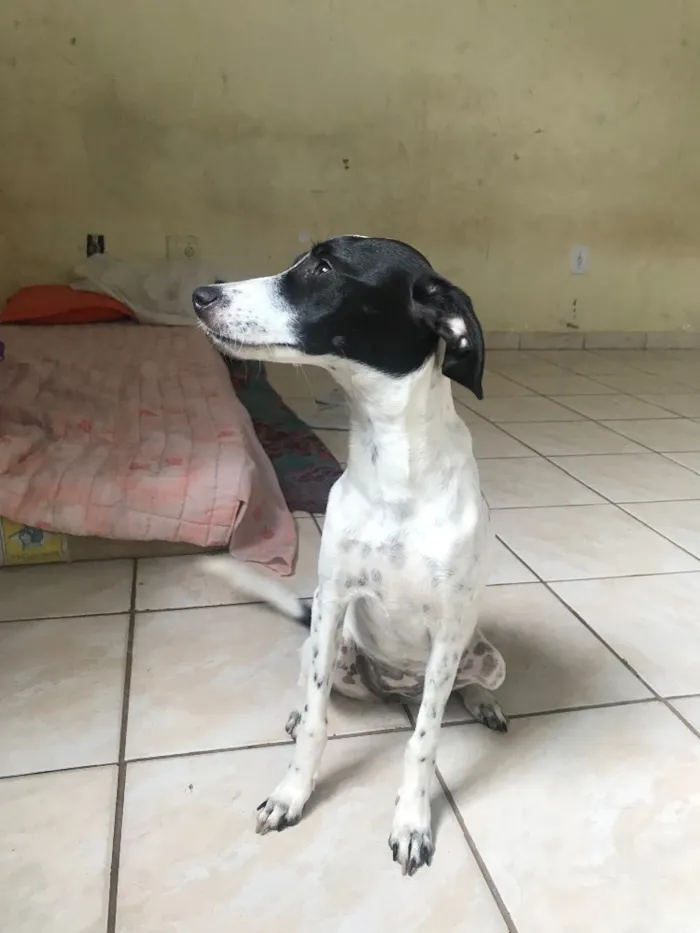 Cachorro ra a Vira-lata idade 7 a 11 meses nome Luna