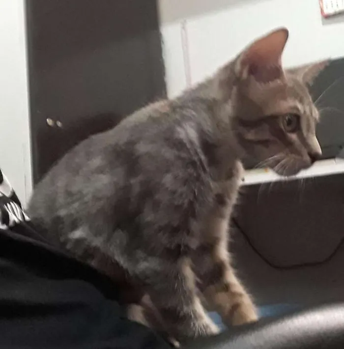 Gato ra a SRD idade 2 a 6 meses nome Sem nome