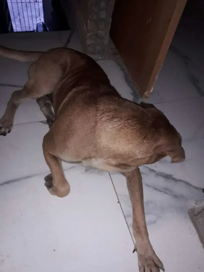 Cachorro ra a Vira lata idade 1 ano nome Brucce