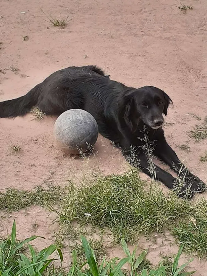 Cachorro ra a Vira lata idade 1 ano nome Smoking e larica 