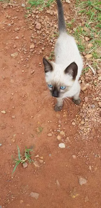 Gato ra a SRD idade 2 a 6 meses nome Sem nome definido
