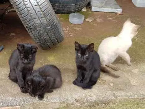 Gato ra a SRD idade 2 a 6 meses nome Sem nome definido