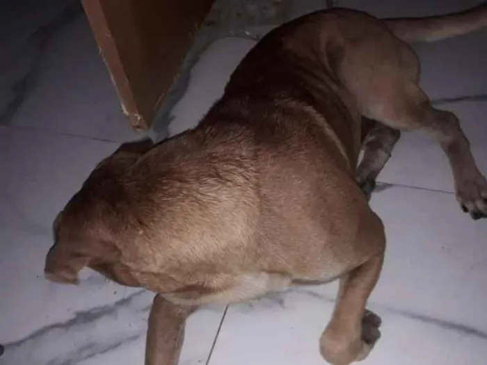 Cachorro ra a Vira lata idade 1 ano nome Brucce