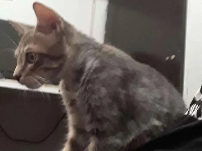 Gato ra a SRD idade 2 a 6 meses nome Sem nome
