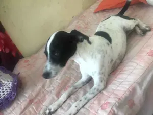 Cachorro raça Vira-lata idade 7 a 11 meses nome Luna