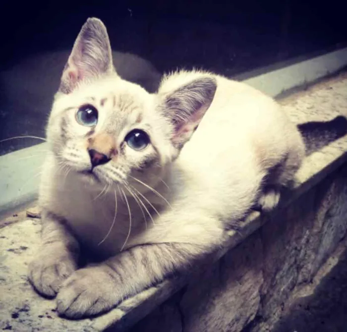 Gato ra a srd idade 2 a 6 meses nome Pipoca