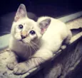 Pipoca