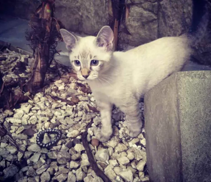 Gato ra a srd idade 2 a 6 meses nome Pipoca