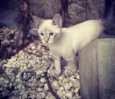 Pipoca