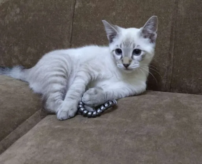 Gato ra a srd idade 2 a 6 meses nome Pipoca
