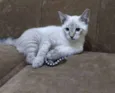 Pipoca