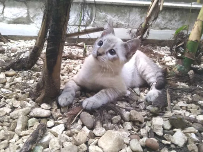 Gato ra a srd idade 2 a 6 meses nome Pipoca