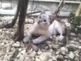 Pipoca