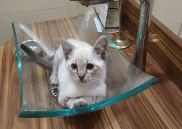 Gato ra a srd idade 2 a 6 meses nome Pipoca