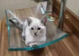 Pipoca
