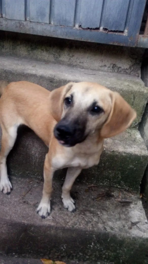 Cachorro raça SRD idade 2 a 6 meses nome Sanção 