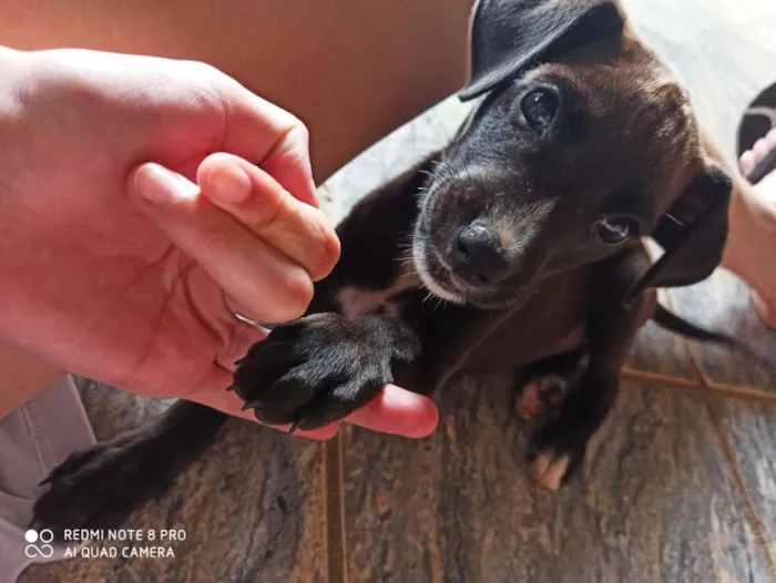 Cachorro ra a Vira lata  idade Abaixo de 2 meses nome Paçoca