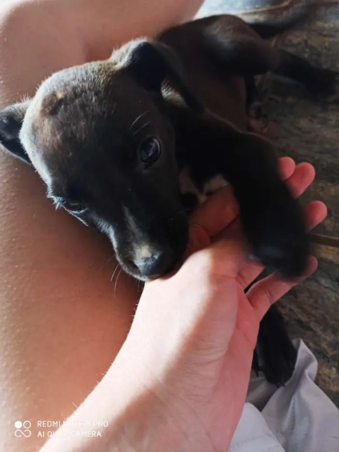 Cachorro ra a Vira lata  idade Abaixo de 2 meses nome Paçoca