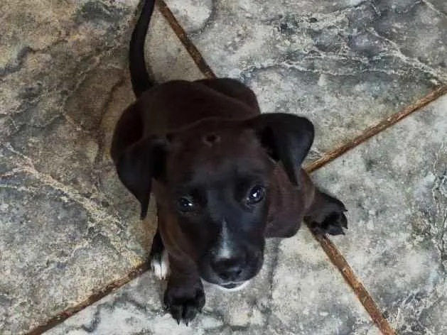 Cachorro ra a Vira lata  idade Abaixo de 2 meses nome Paçoca